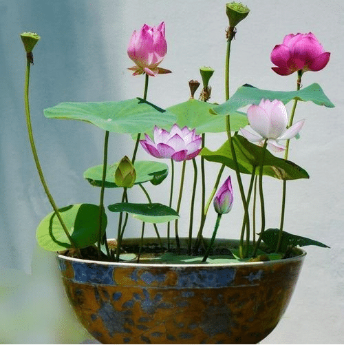 The Premium Lotus Flower Seeds - 50 Pcs