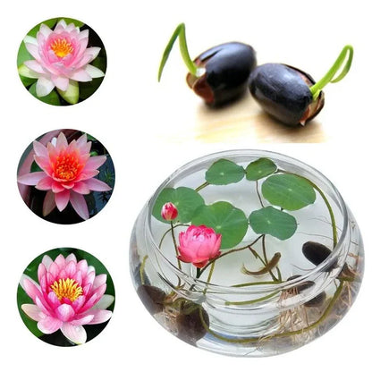 The Premium Lotus Flower Seeds - 50 Pcs