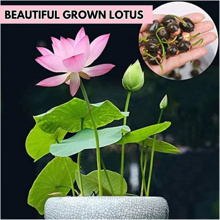 Lotus Flower Seeds Buy 1 Get 1 Free [ 100 SEED ]