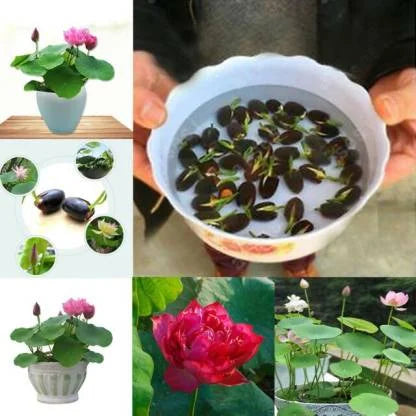 The Premium Lotus Flower Seeds - 50 Pcs