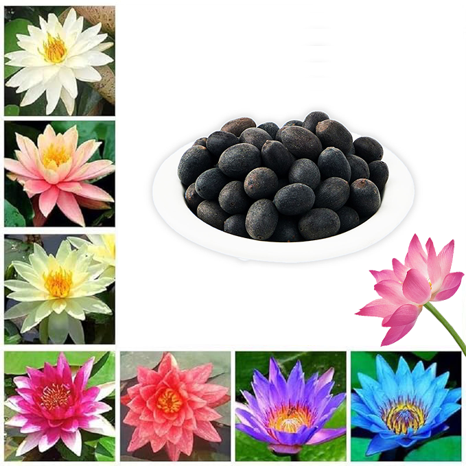 Lotus Flower Seeds Buy 1 Get 1 Free [ 100 SEED ]