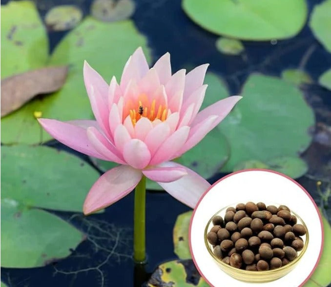 Lotus Flower Seeds Buy 1 Get 1 Free [ 100 SEED ]