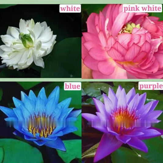 The Premium Lotus Flower Seeds - 50 Pcs