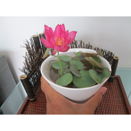 Lotus Flower Seeds Buy 1 Get 1 Free [ 100 SEED ]