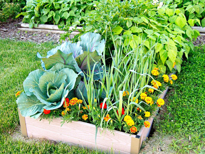 Vegetable & Flower Seeds Pack for All season (90 varieties of Seeds)